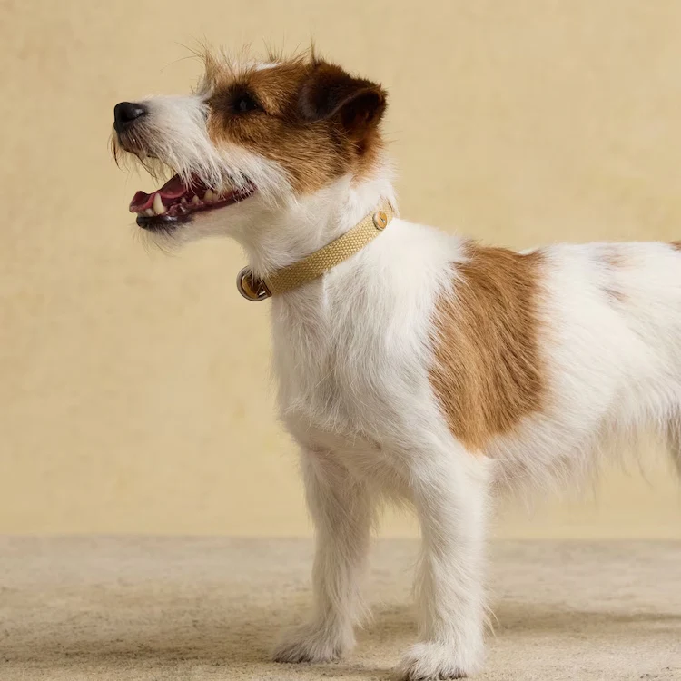 Joules Tan Dog Collar - Image 6