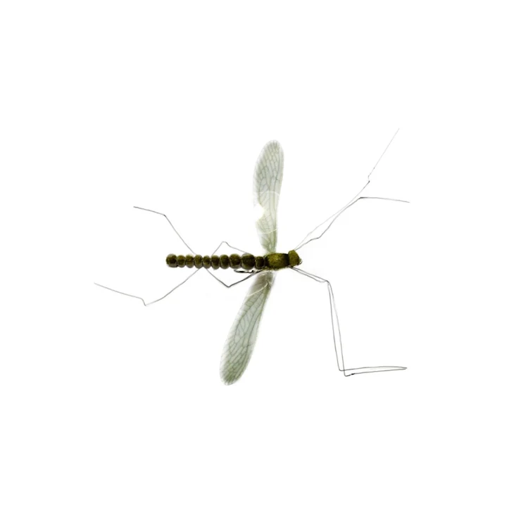 Real Mayfly